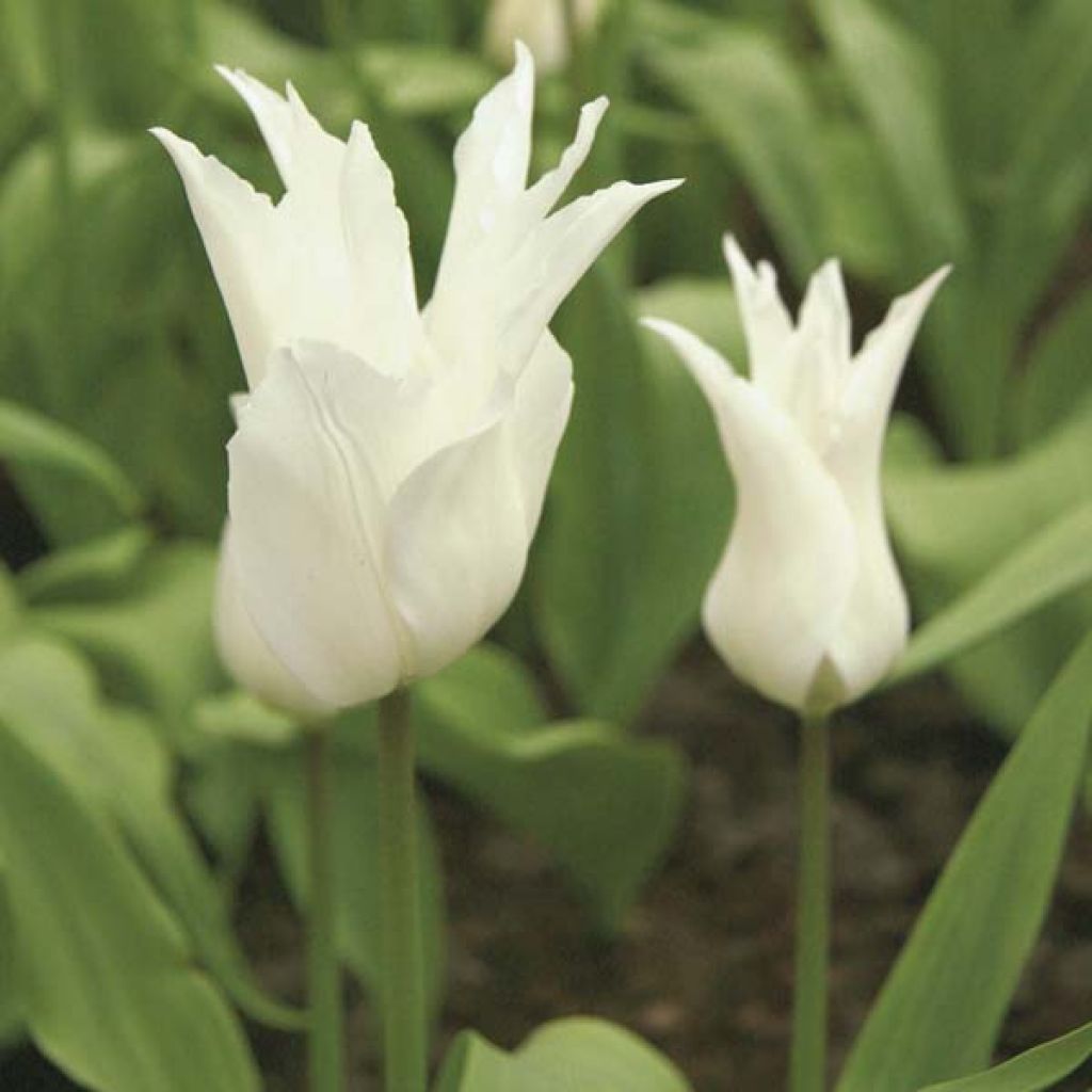 Tulipa White Triumphator - Leliebloemige tulp