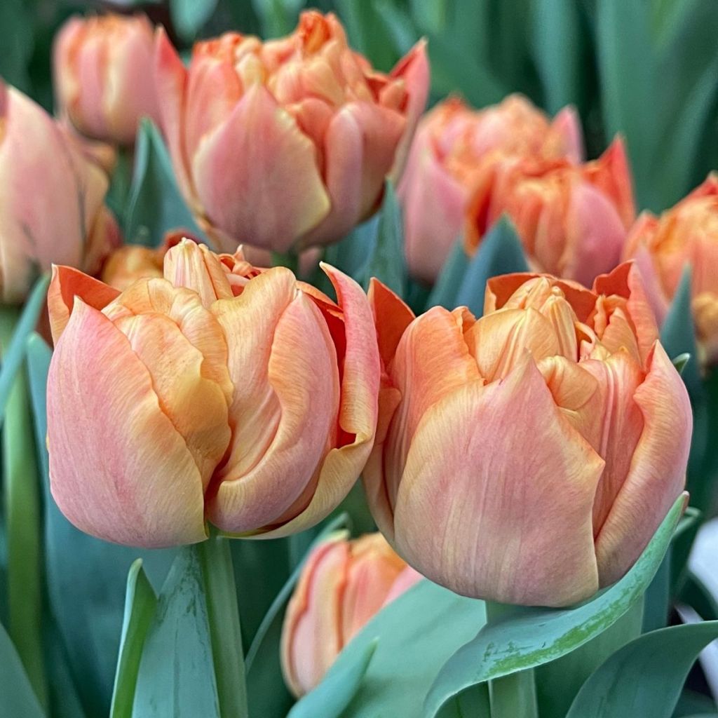 Tulipa Valdivia - Dubbele vroege tulp