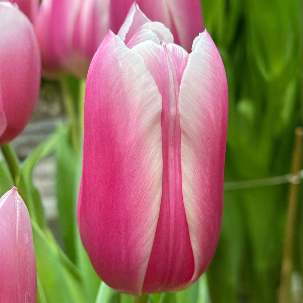Tulipa Kadima - Triumphtulp