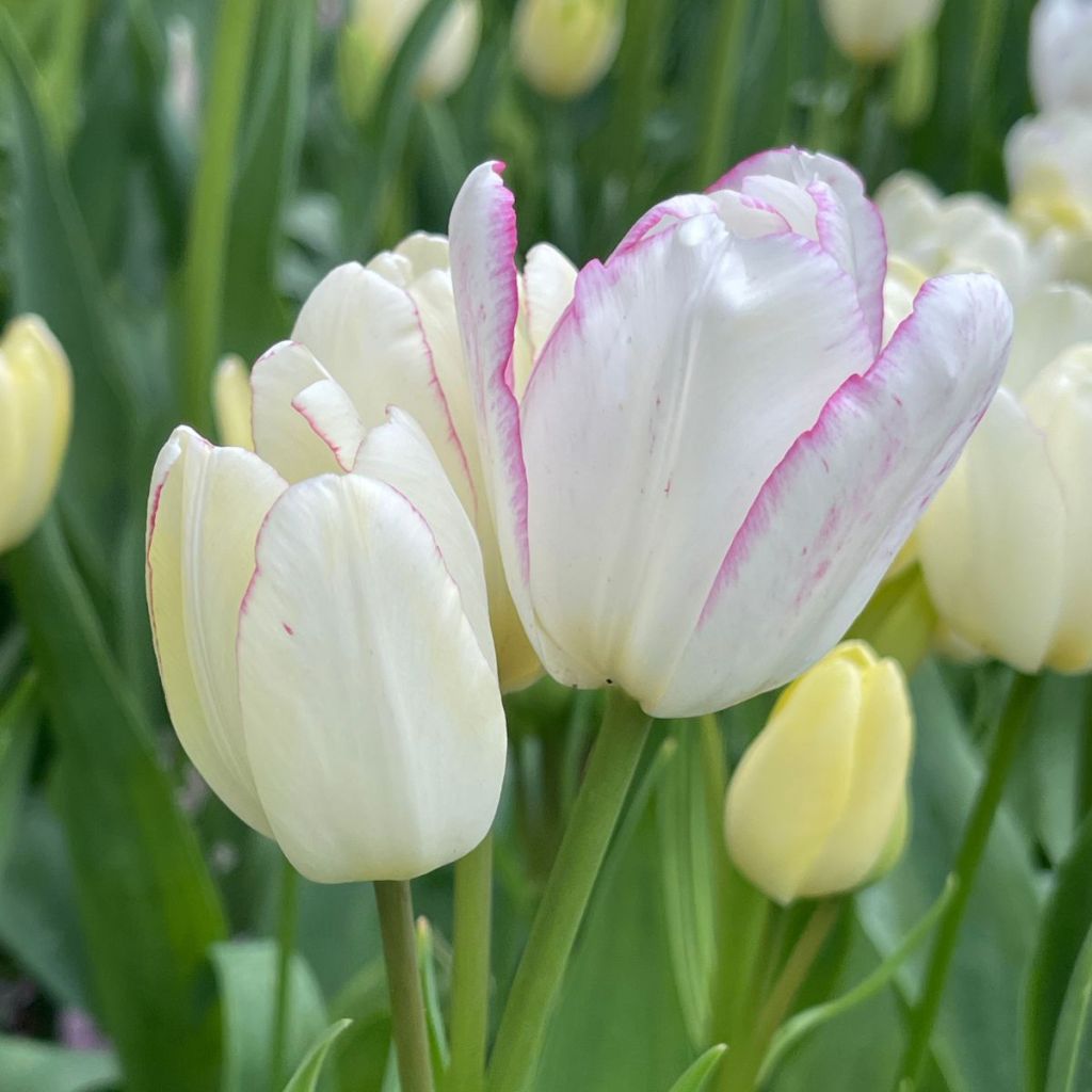 Tulipa Emilie - Meerbloemige tulp
