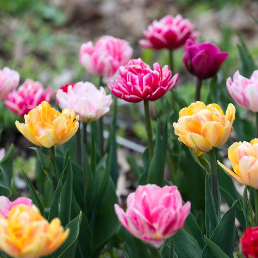 Dubbele late tulpen Mix