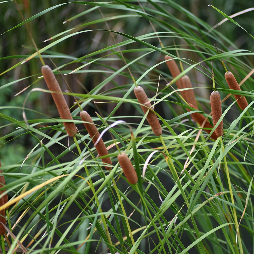 Typha latifolia - Grote lisdodde