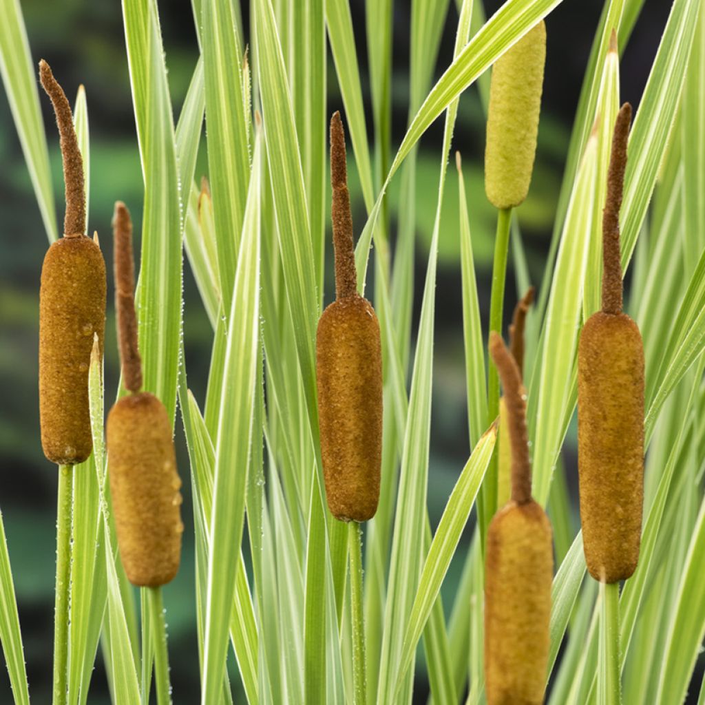 Typha latifolia Variegata - Grote lisdodde
