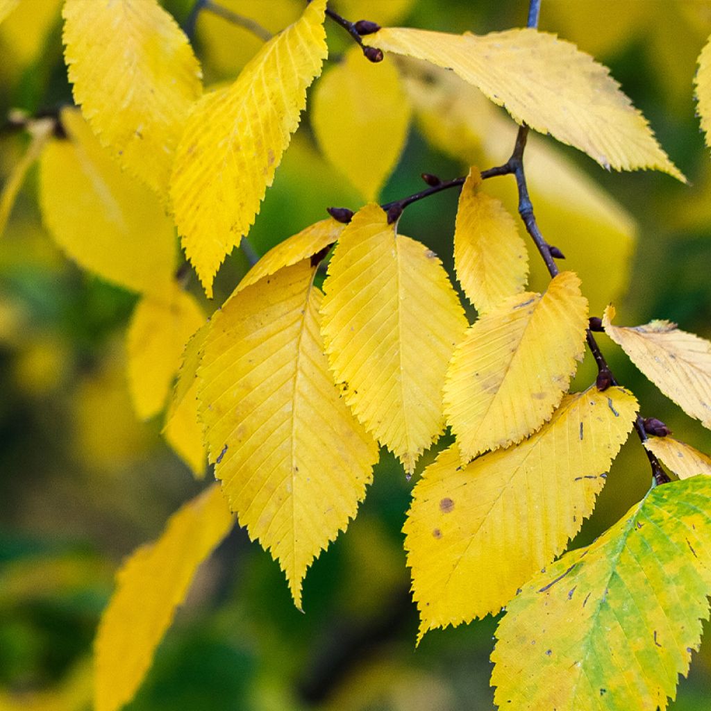 Ulmus pumila Beijing Gold - Siberische iep