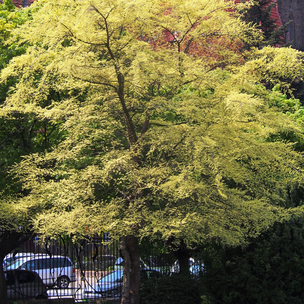 Ulmus parvifolia Geisha - Chinese iep