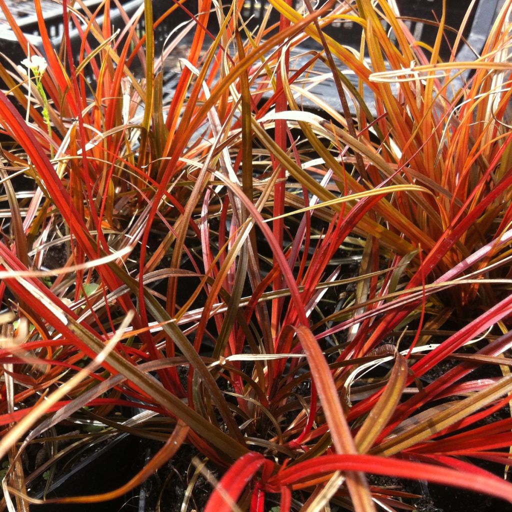 Uncinia rubra - Rode zegge