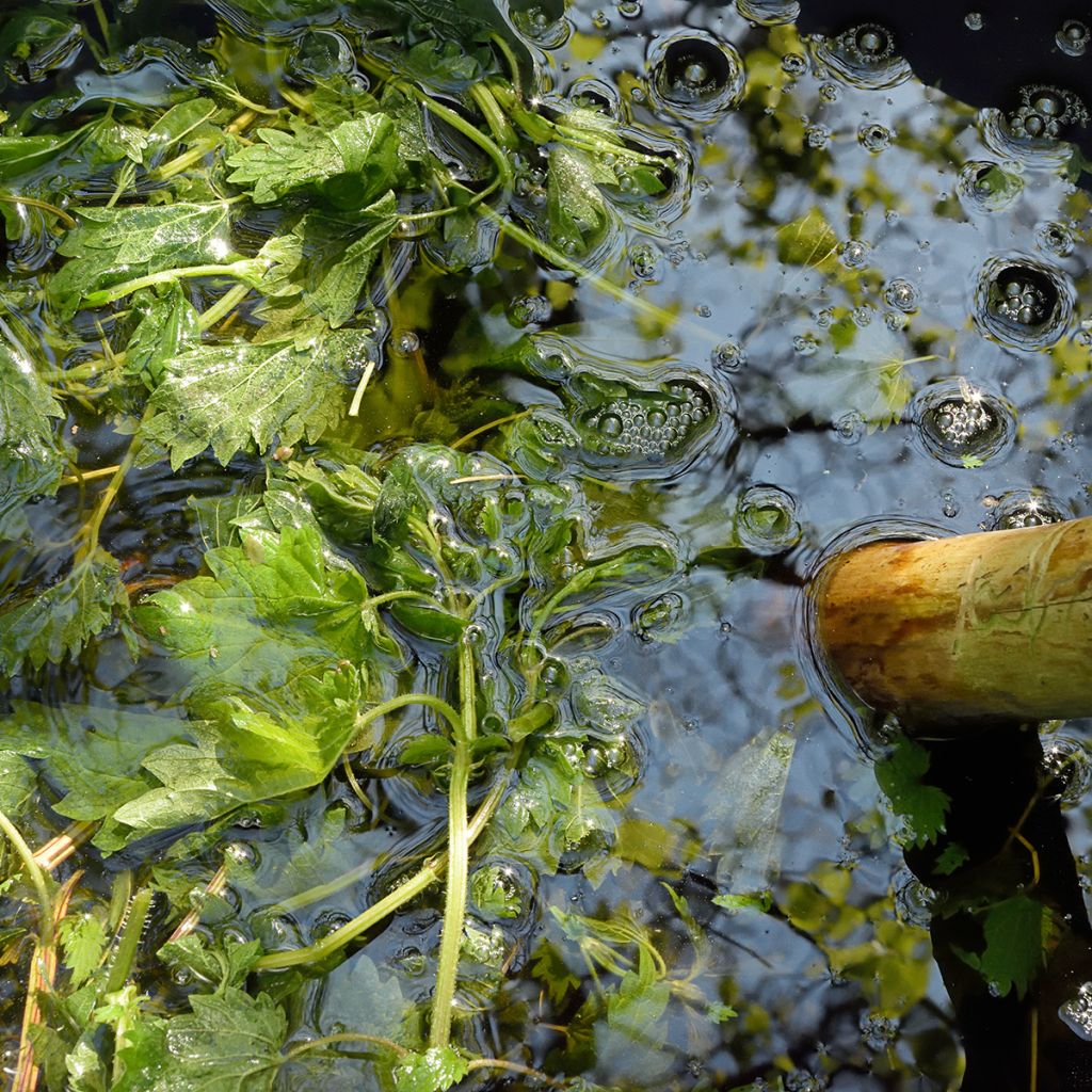 Grote brandnetel - Urtica dioica (zaad)