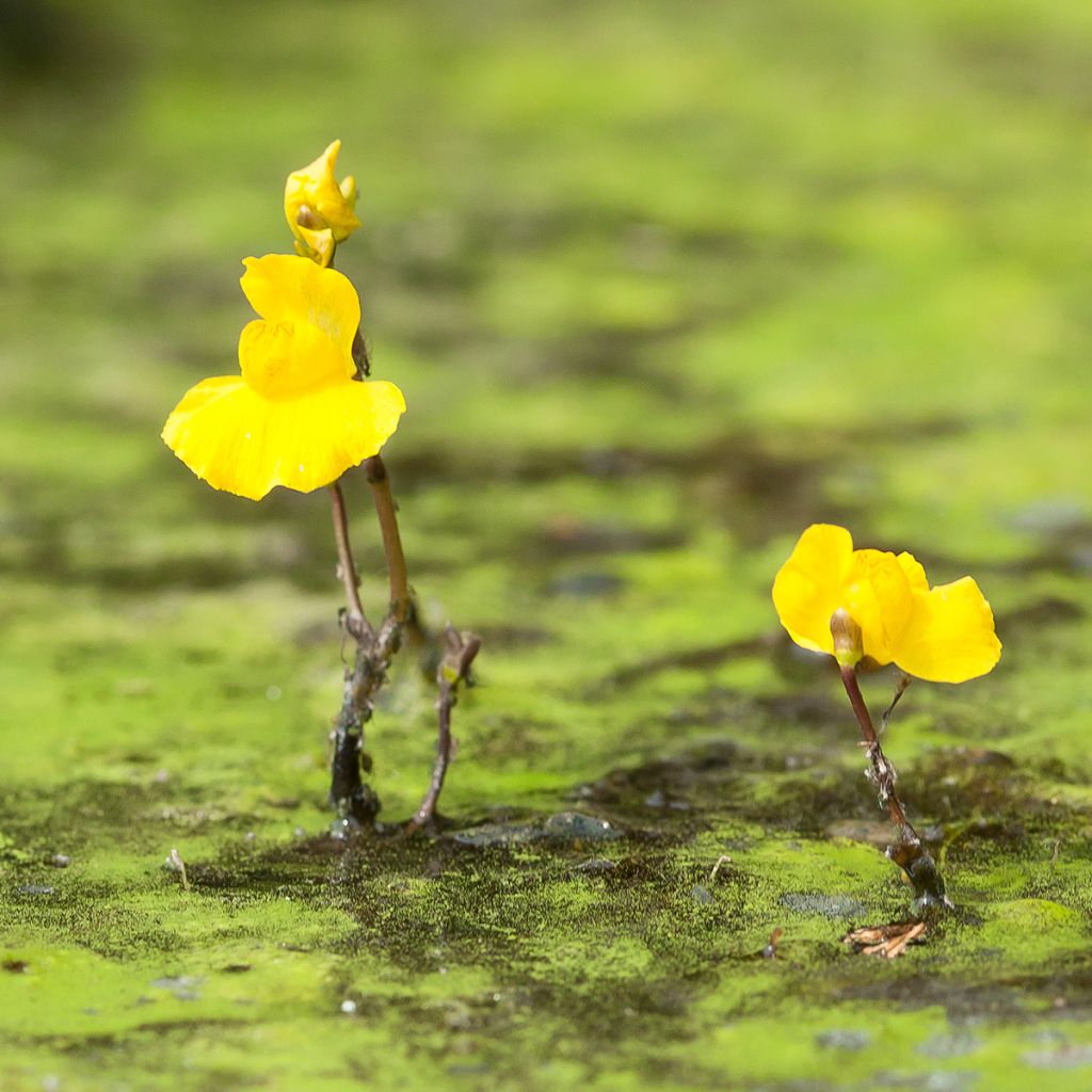 Utricularia vulgaris - Groot blaasjeskruid