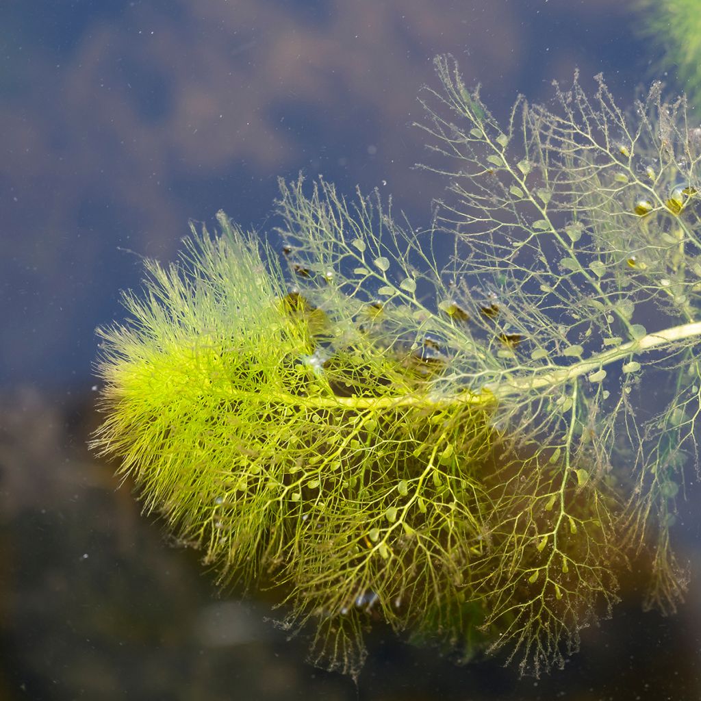 Utricularia vulgaris - Groot blaasjeskruid