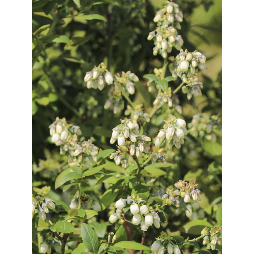 Blauwe bes Hortblue Poppins