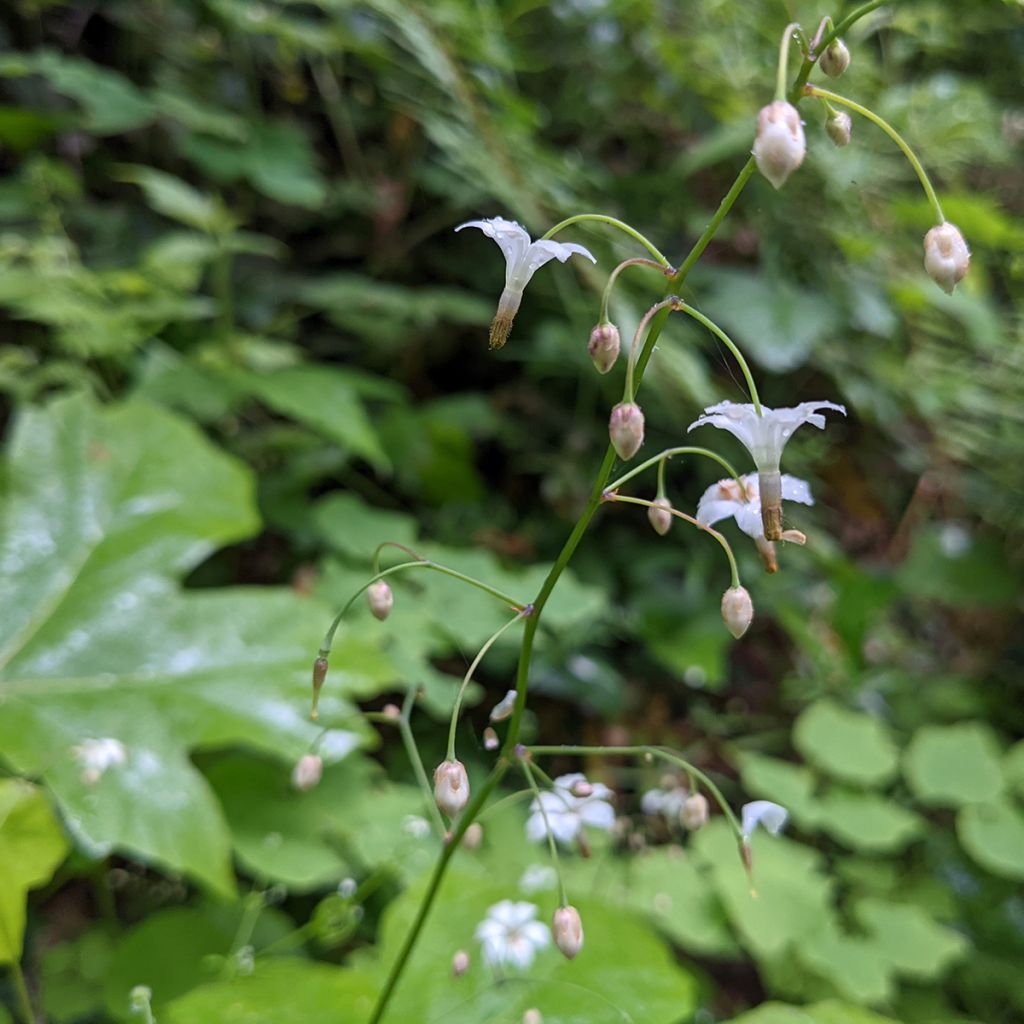 Vancouveria hexandra - Vancouveria