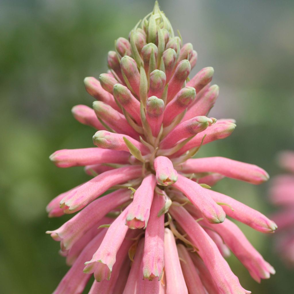 Veltheimia bracteata - Lys des forêts