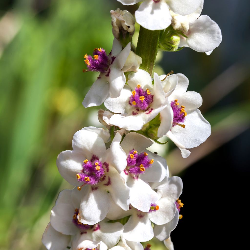 Verbascum chaixii Album - Toorts