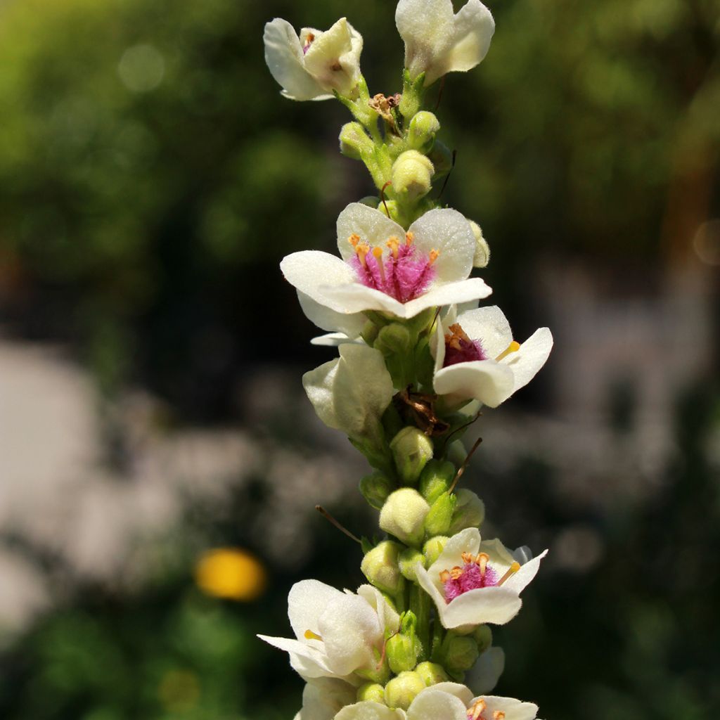 Verbascum chaixii Album - Toorts
