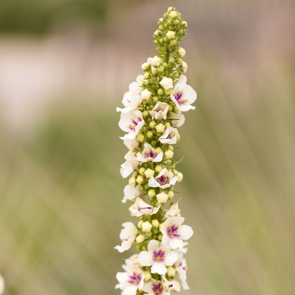 Verbascum chaixii Album (zaad) - Toorts