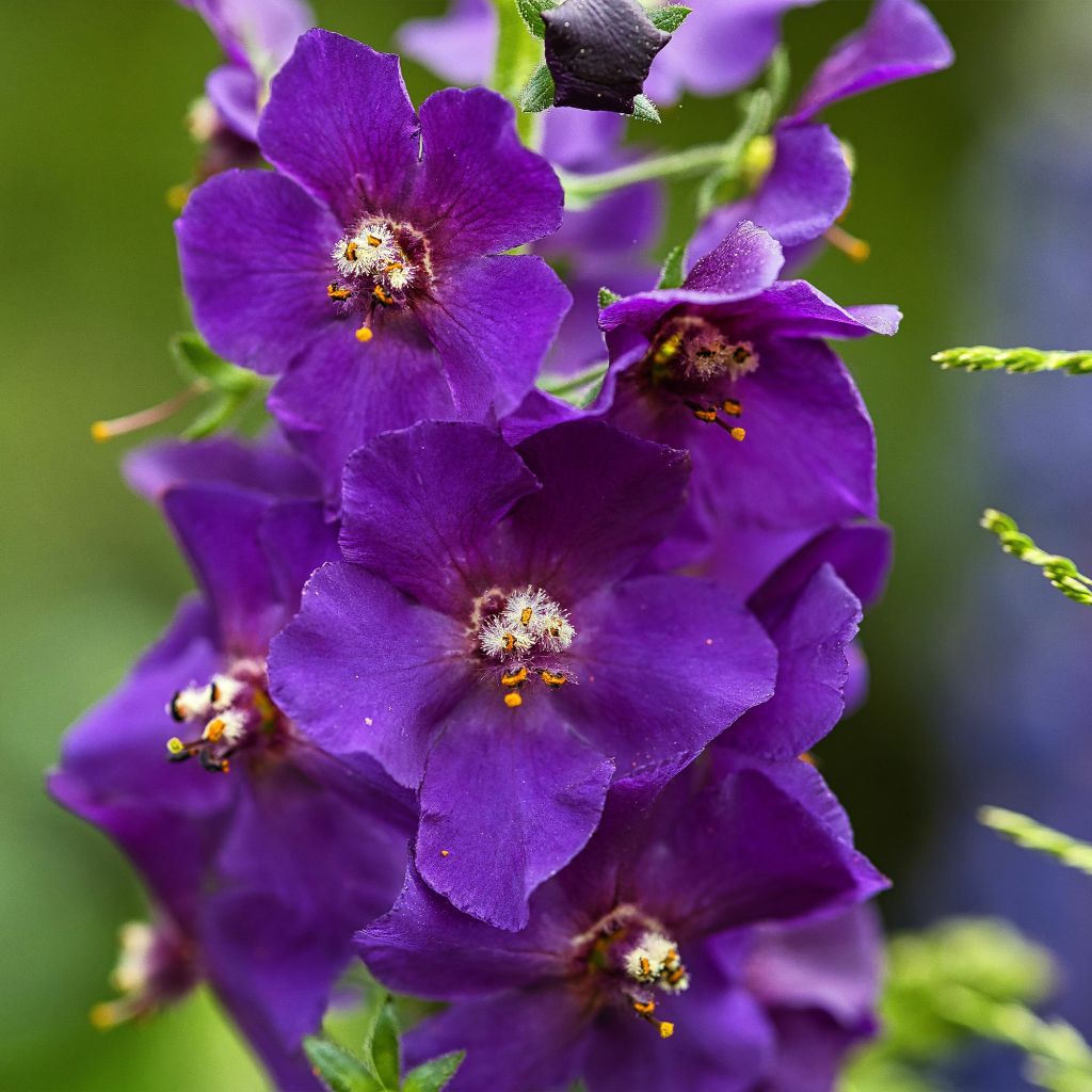 Verbascum phoeniceum Violetta - Paarse toorts
