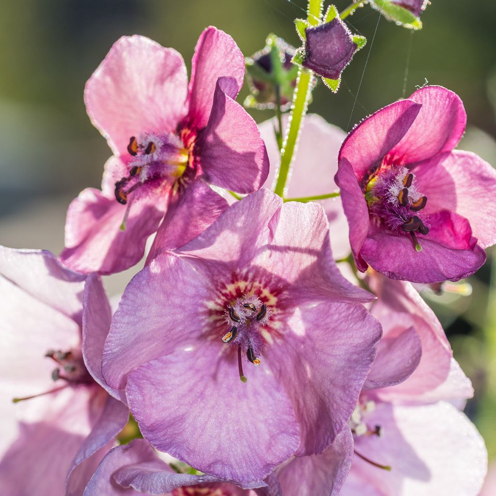 Verbascum Lavender Lass - Toorts