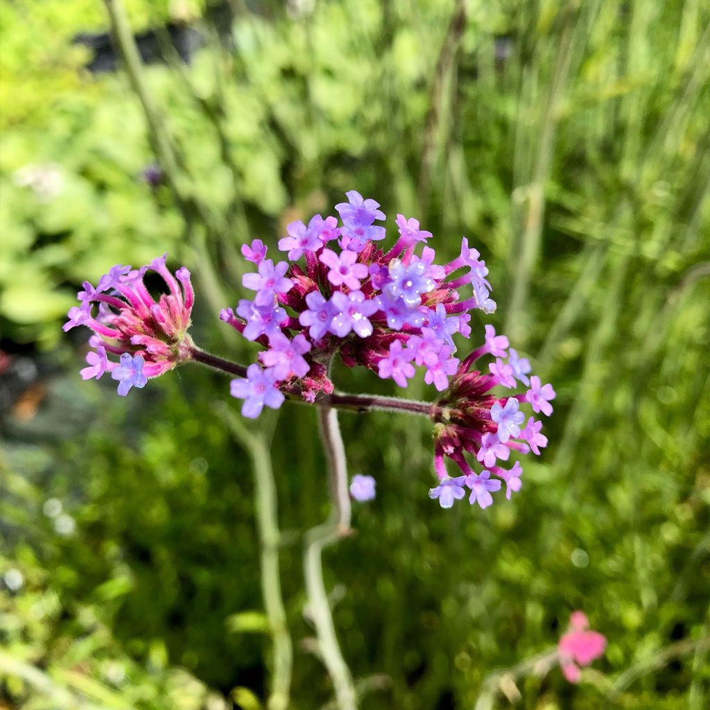 Verbena bonariensis - Reuzenverbena