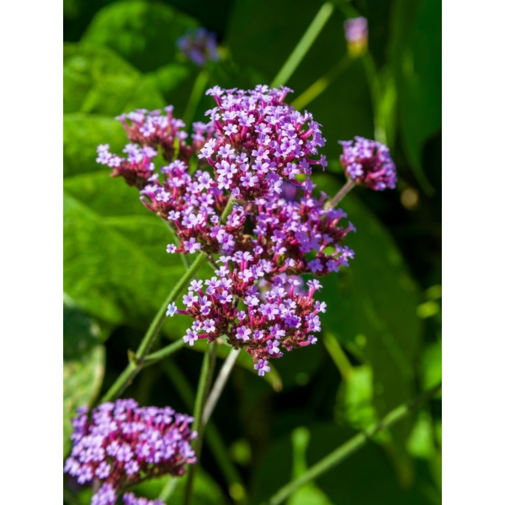 Verbena bonariensis - Reuzenverbena