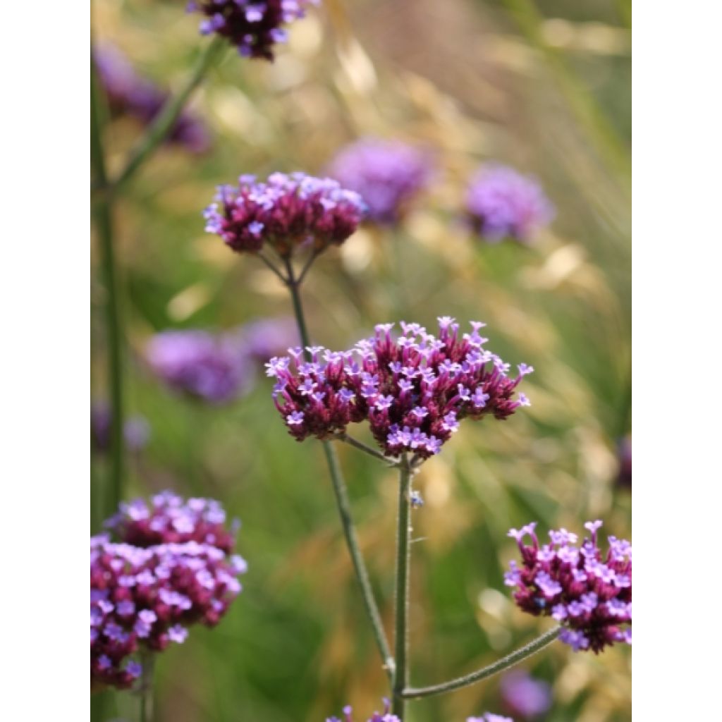 Verbena bonariensis - Reuzenverbena