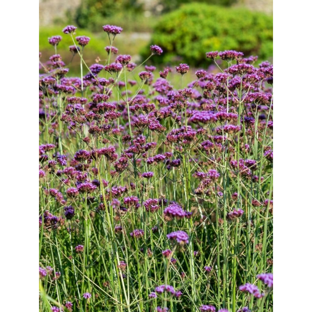 Verbena bonariensis - Reuzenverbena