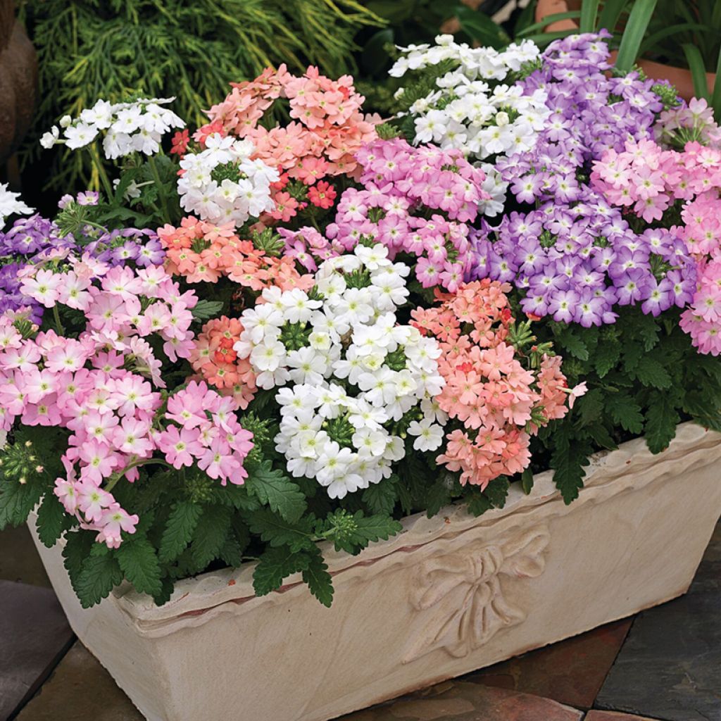 Verbena Tuscani Pastel (zaad) - Hangverbena