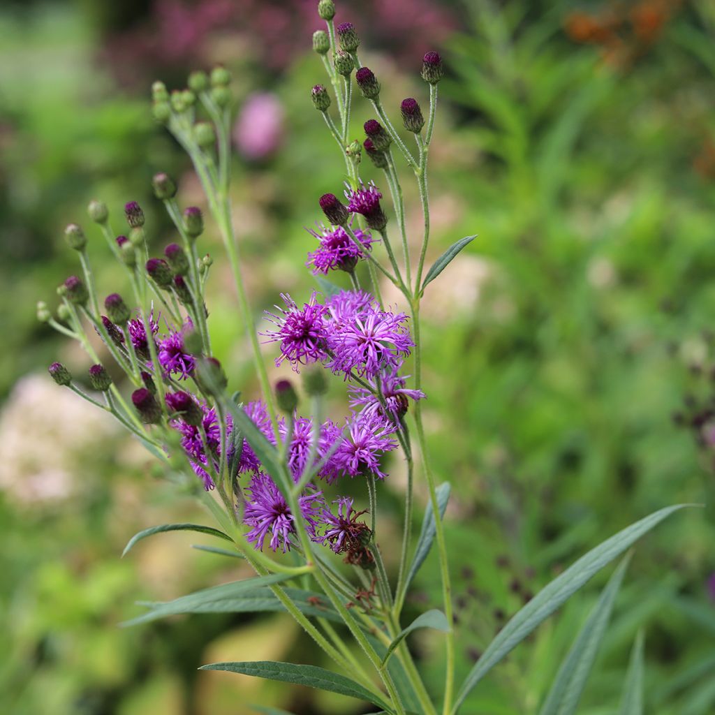 Vernonia crinita - Ijzerkruid