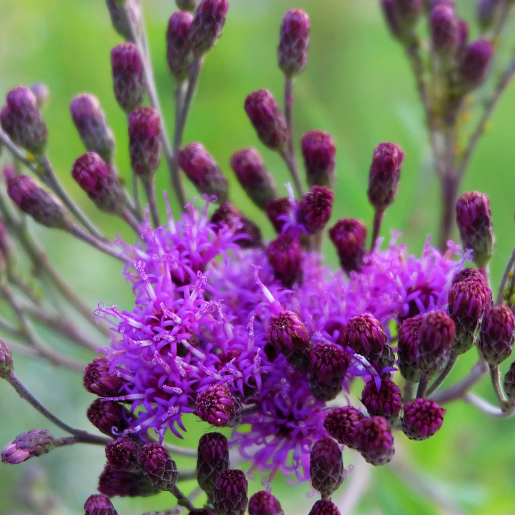 Vernonia crinita - Ijzerkruid