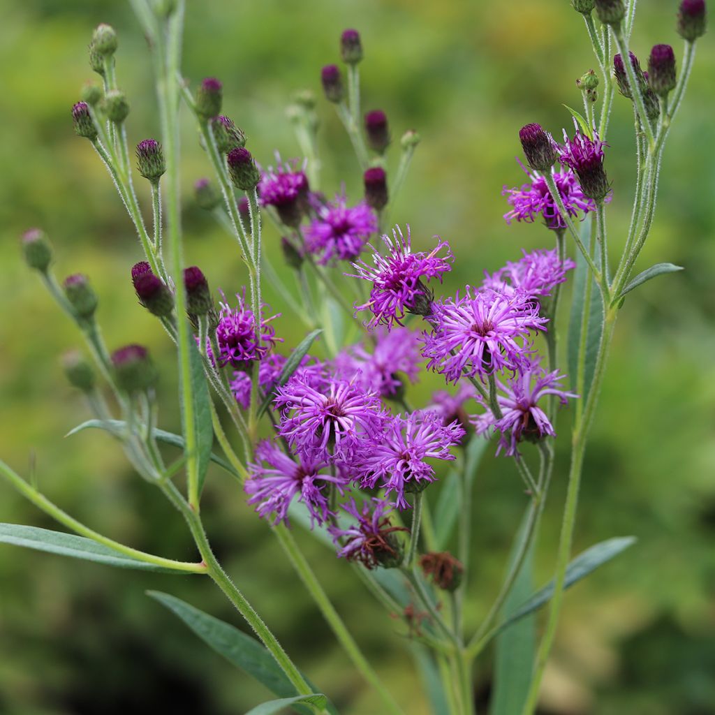 Vernonia crinita - Ijzerkruid