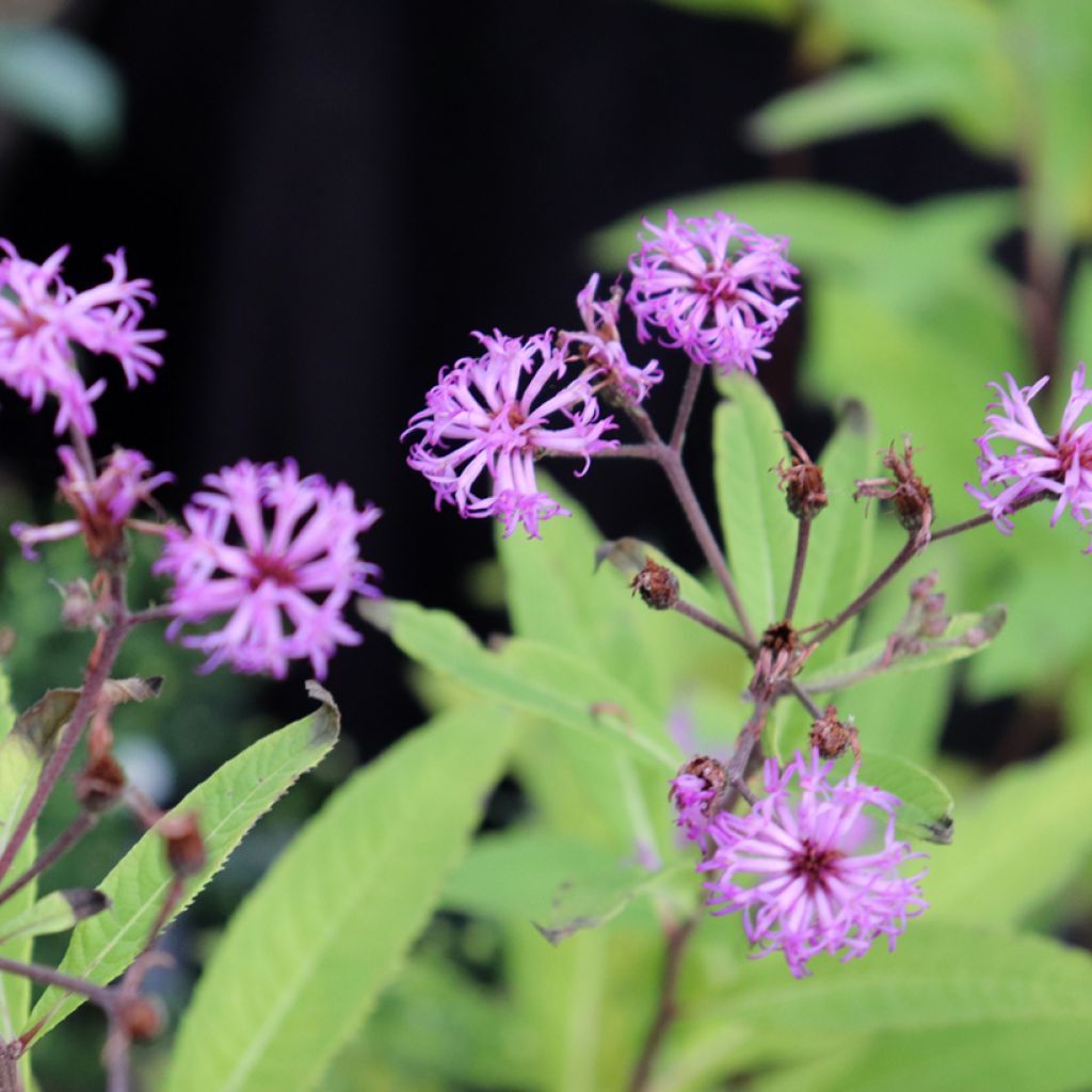 Vernonia missurica - Ijzerkruid
