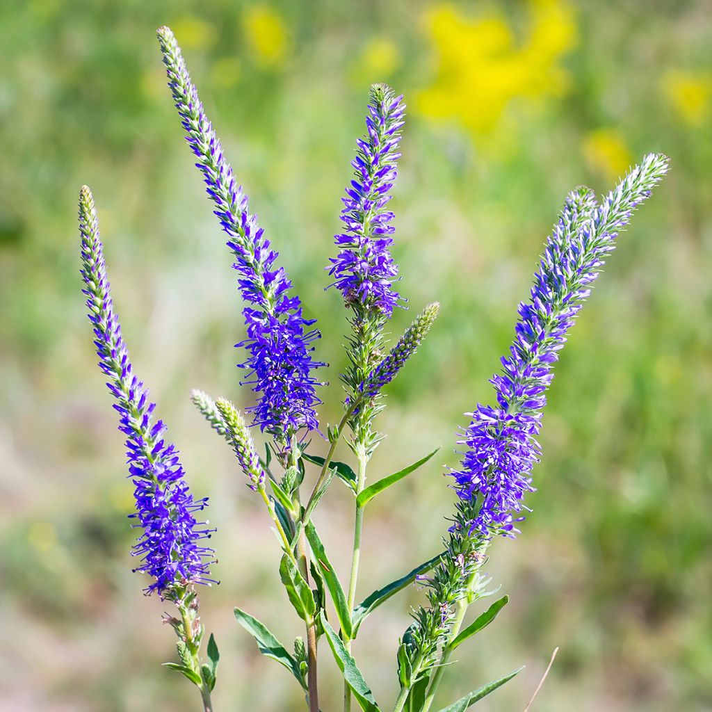 Veronica longifolia - Lange ereprijs