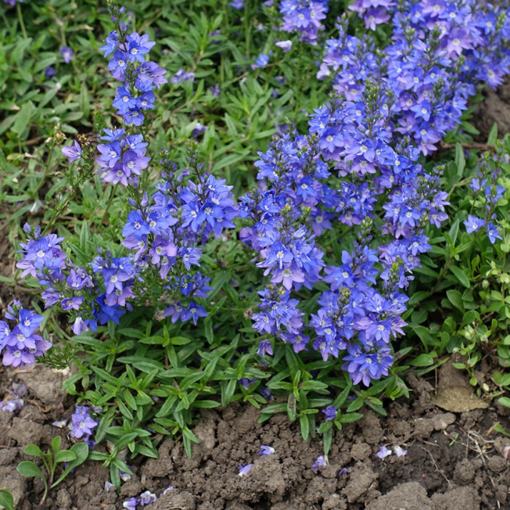 Veronica prostrata - Liggende ereprijs