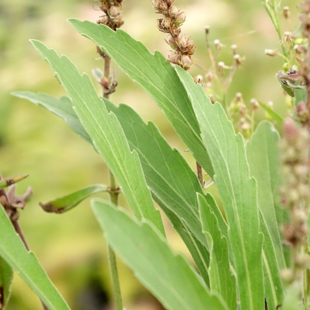 Veronica spicata Baby Blue - Aar-ereprijs