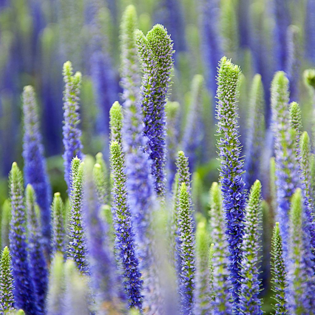 Veronica spicata Royal Candles Glory - Aar-ereprijs