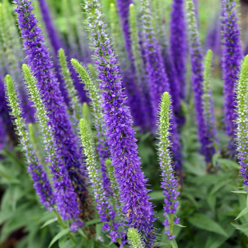 Veronica spicata Royal Candles Glory - Aar-ereprijs