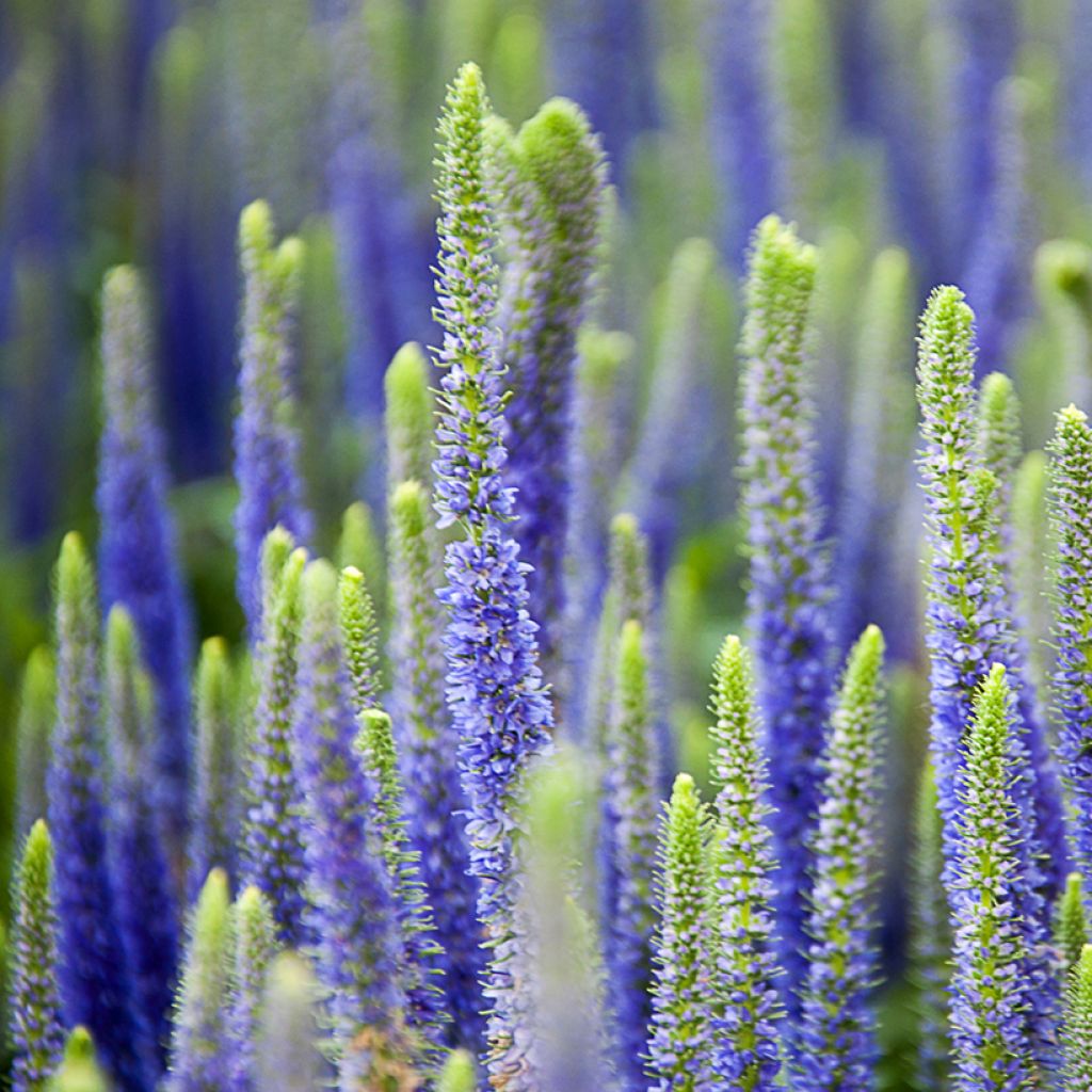 Veronica spicata Royal Candles Glory - Aar-ereprijs