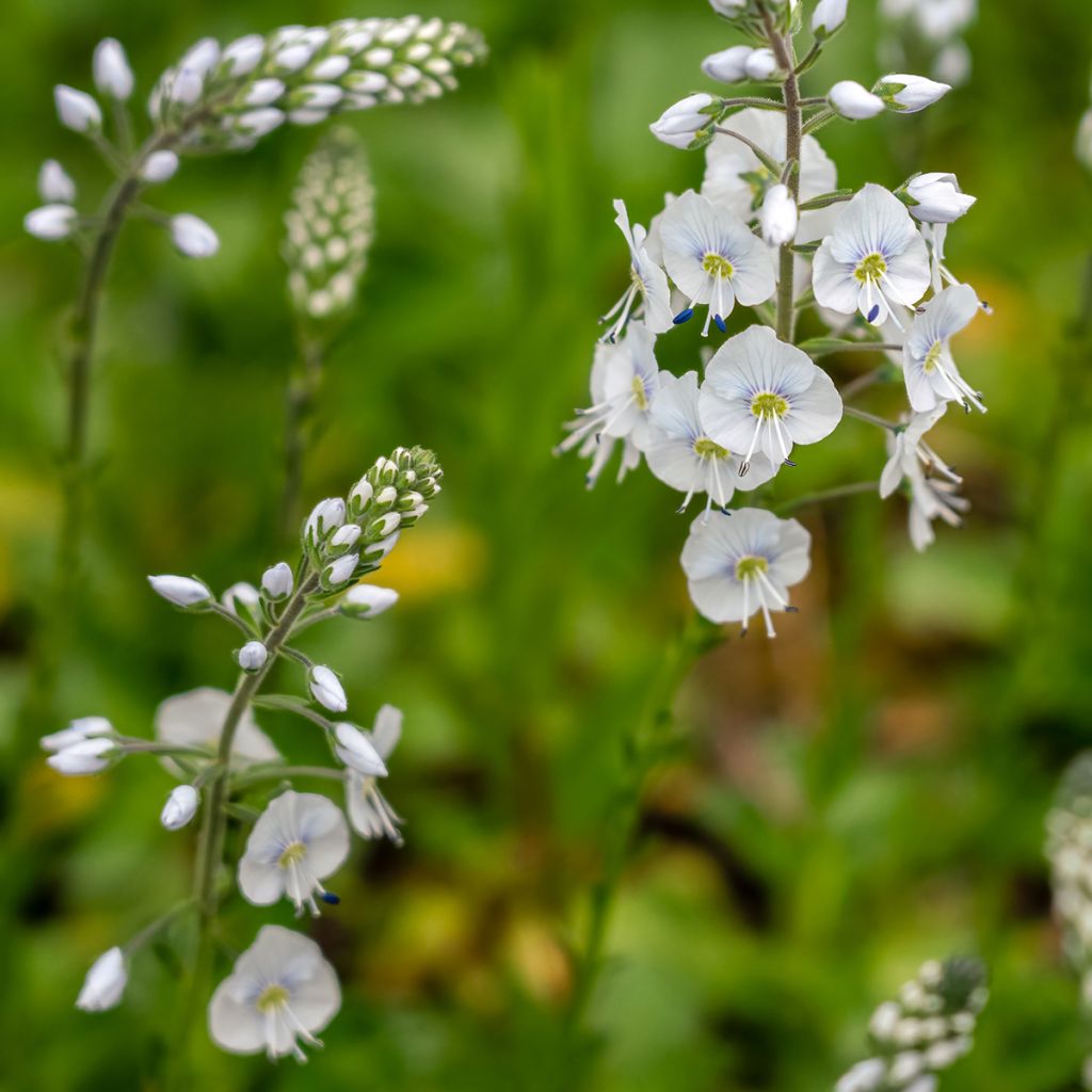 Veronica gentianoides Tissington White - Gentiaan-ereprijs
