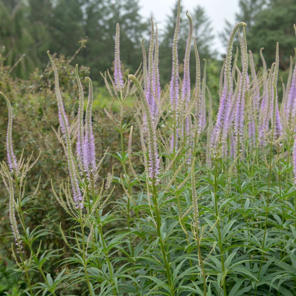 Veronicastrum virginicum Green Tip - Virginische ereprijs