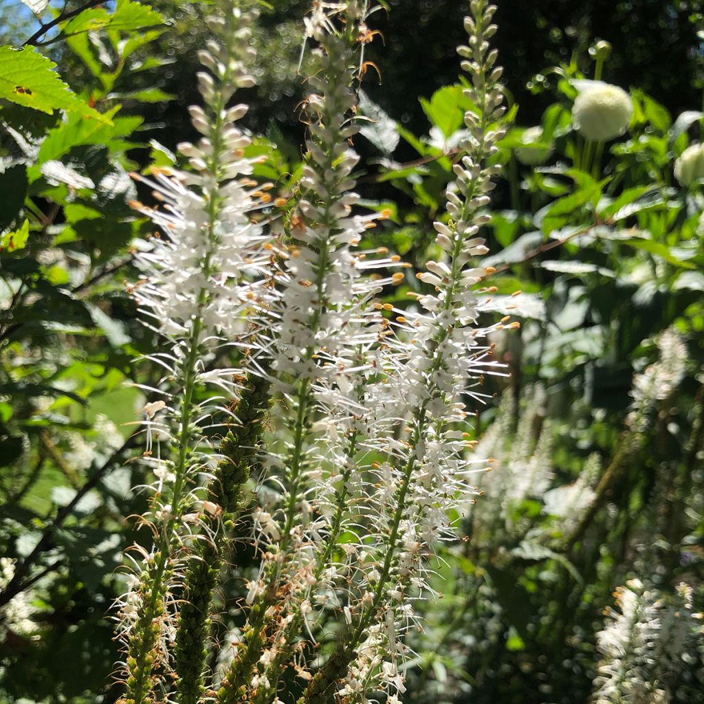 Veronicastrum virginicum var. album - Virginische ereprijs