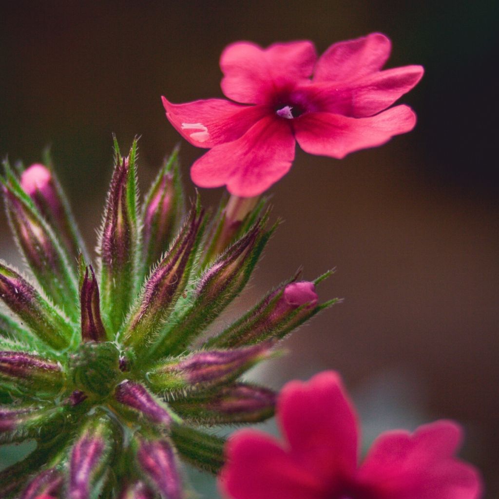 Verbena Endurascape Magenta - Hangverbena