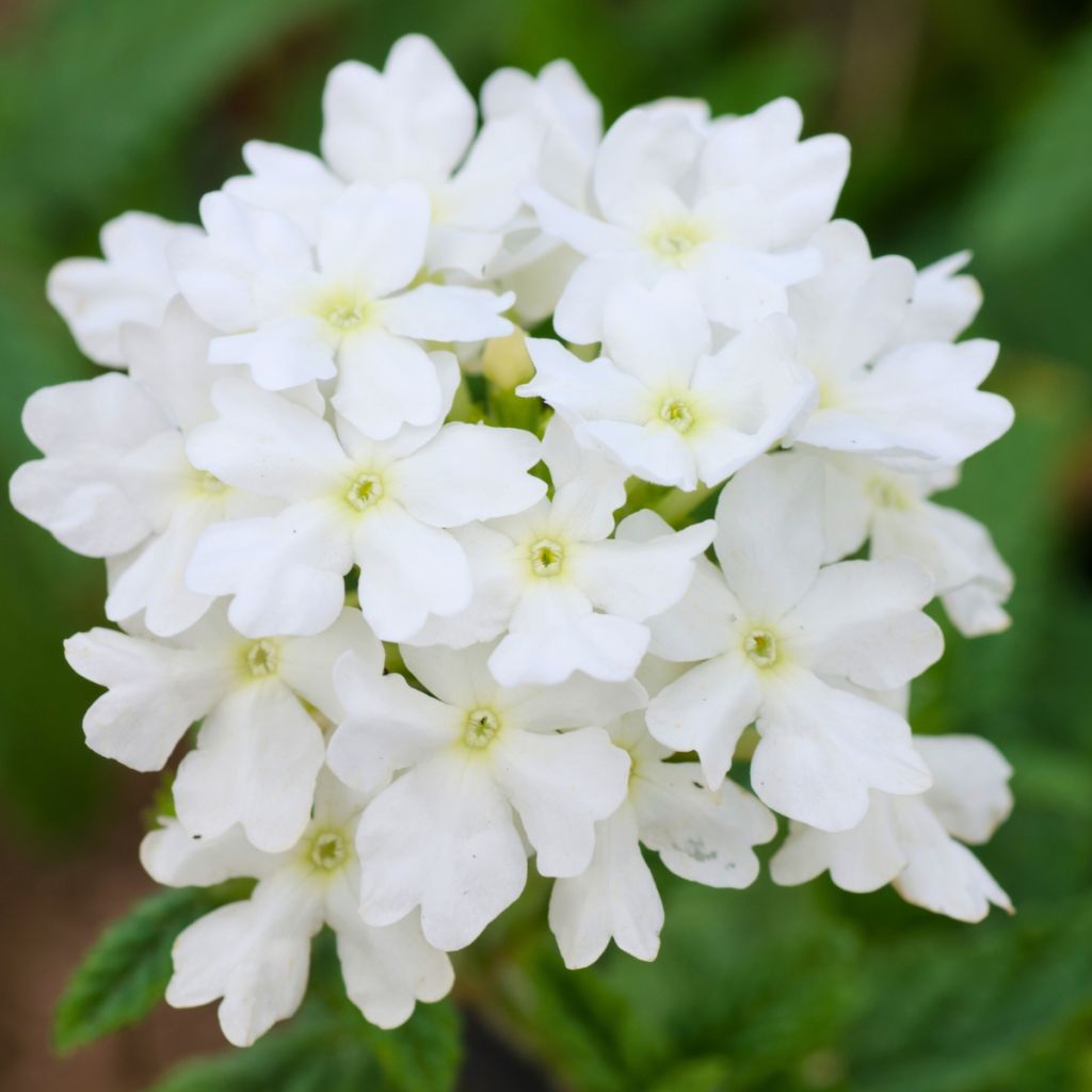 Verbena Endurascape White - Hangverbena