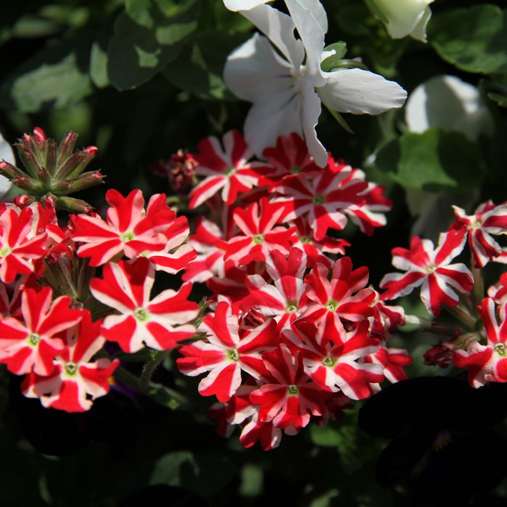Verbena Firehouse Peppermint (Red Star) - Hangverbena