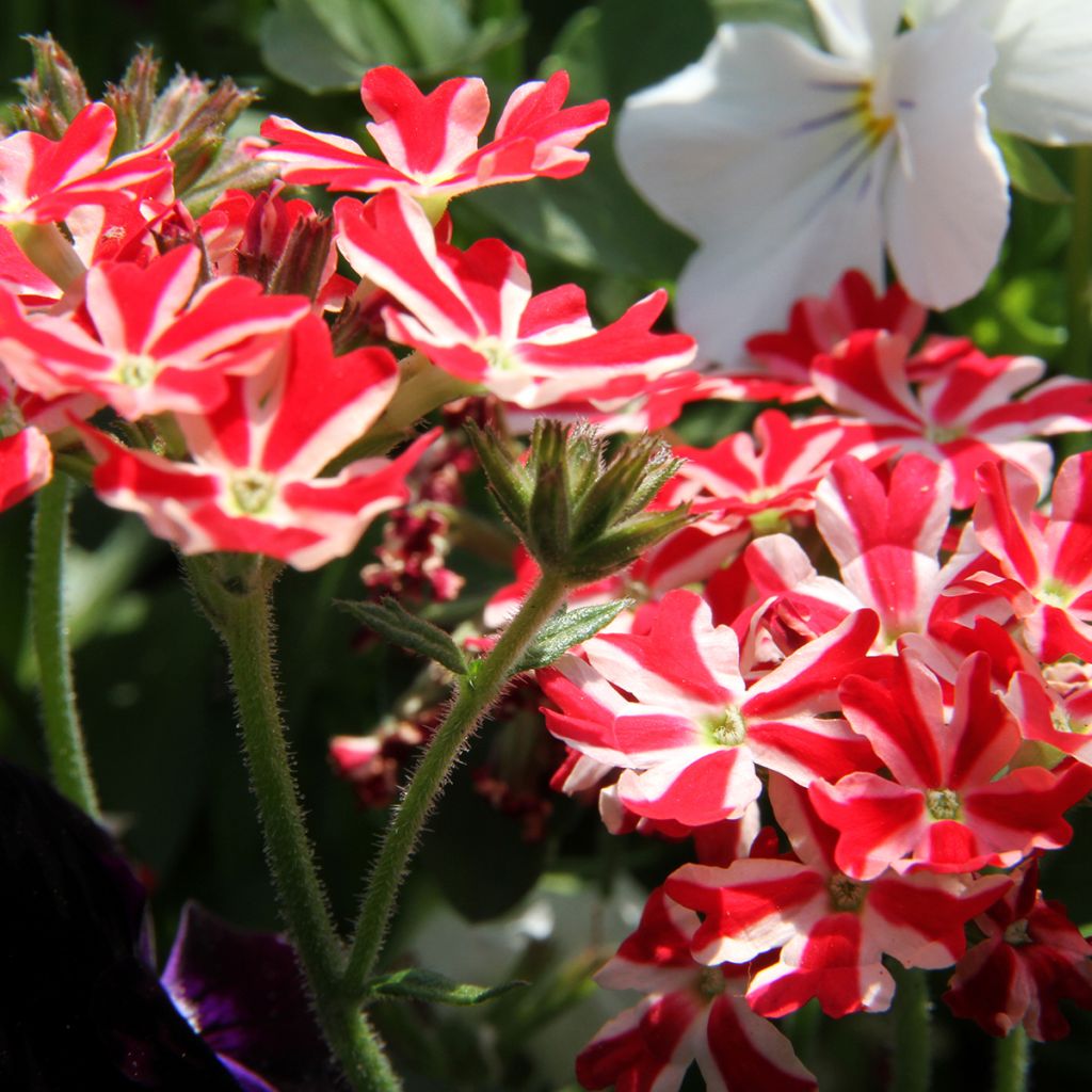 Verbena Firehouse Peppermint (Red Star) - Hangverbena