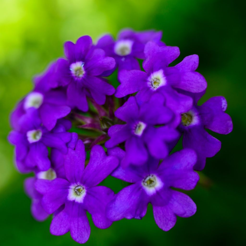 Verbena Vepita Pearl Blue - Hangverbena