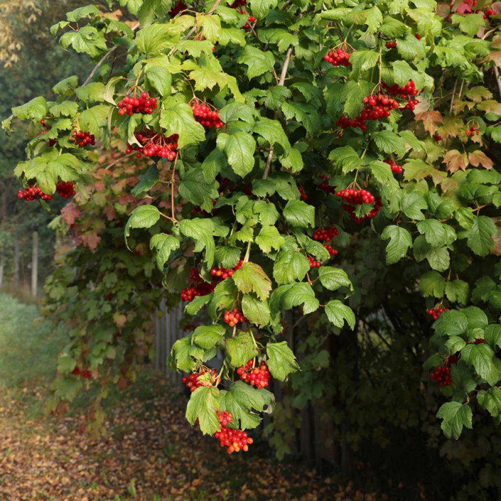 Viburnum opulus Tajożnyje Rubiny - Gelderse roos