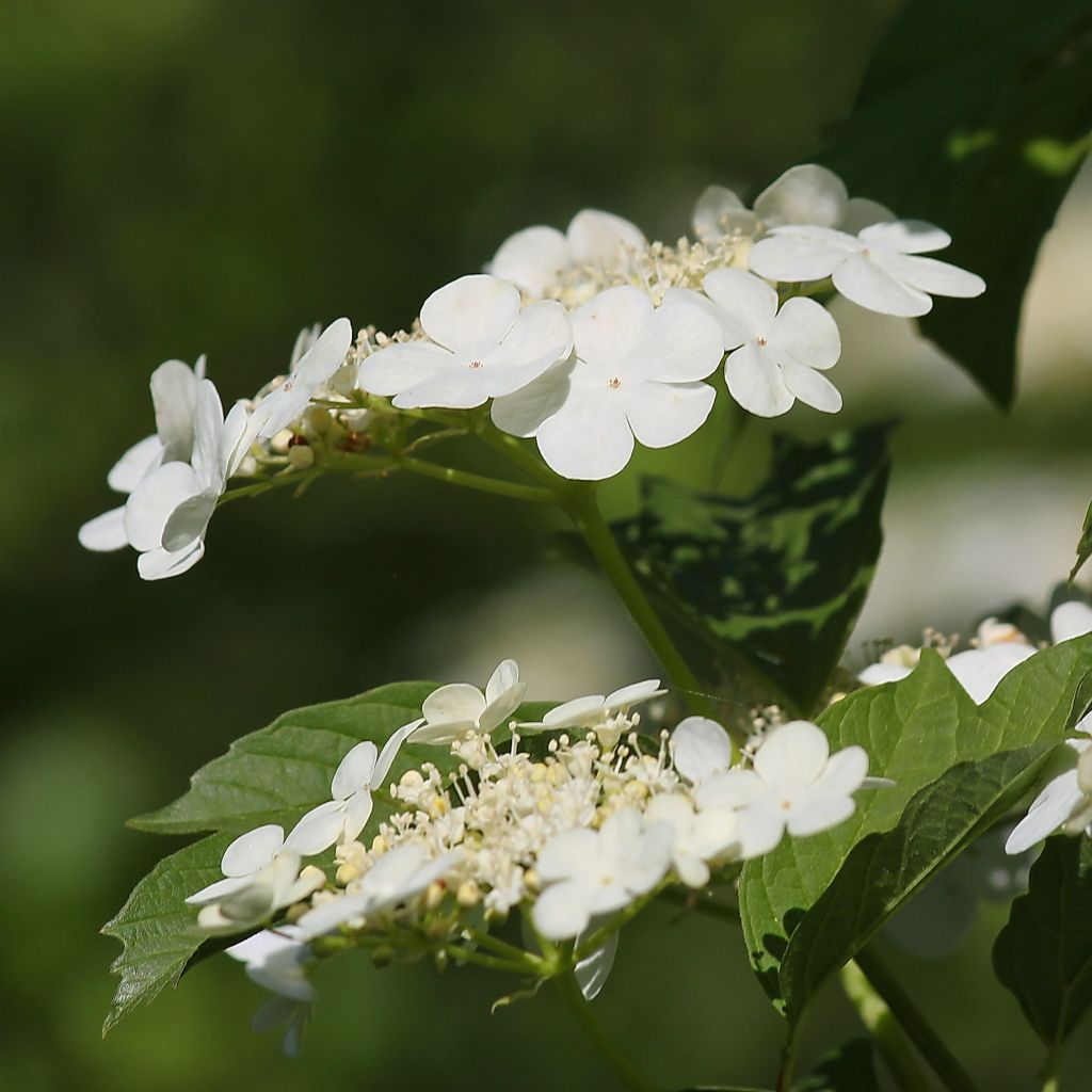 Viburnum opulus - Gelderse roos