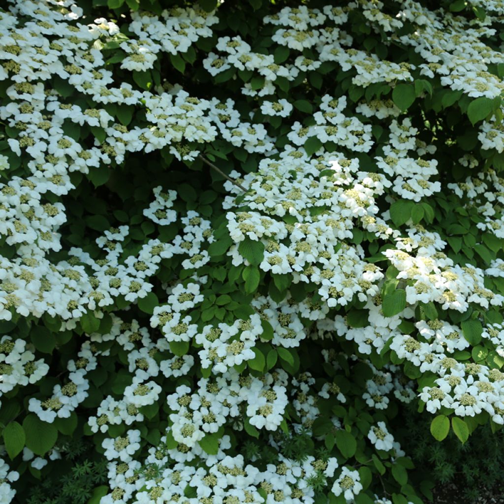 Viburnum plicatum Cascade - Japanse sneeuwbal