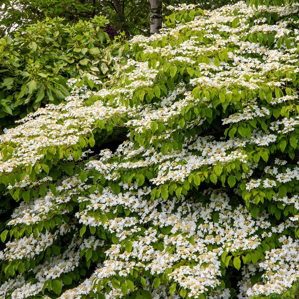 Viburnum plicatum Mariesii Great Star - Japanse sneeuwbal