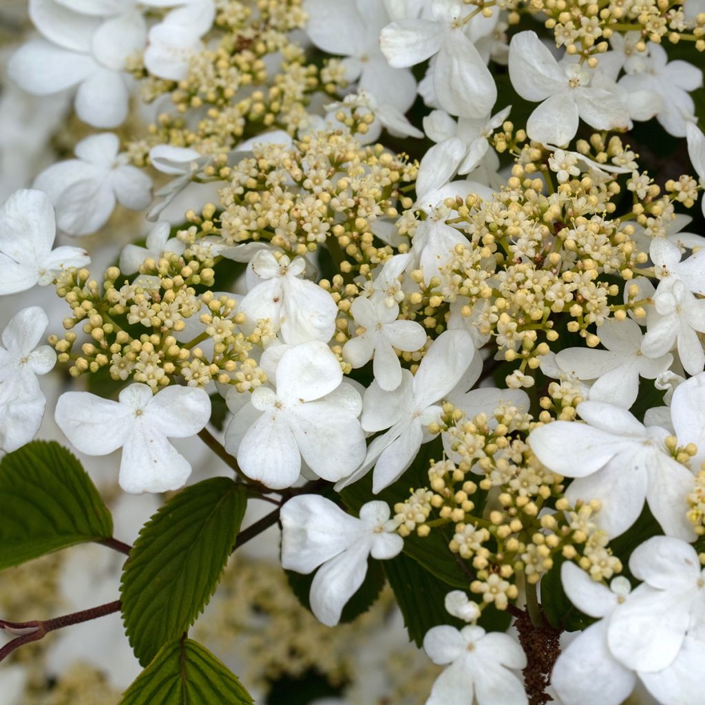 Viburnum plicatum Mariesii Great Star - Japanse sneeuwbal