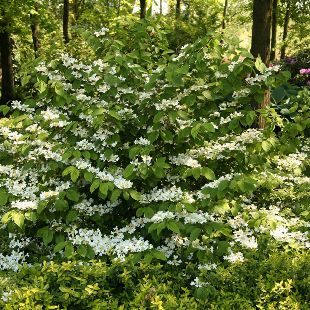 Viburnum plicatum St Keverne - Japanse sneeuwbal